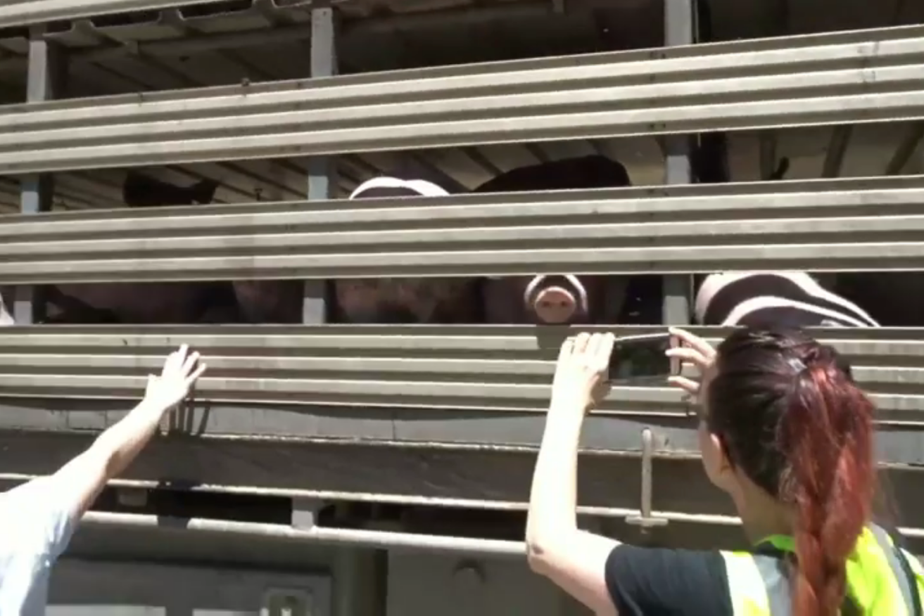 A still from a video of animal rights protesters outside a Murray Bridge abattoir earlier this year