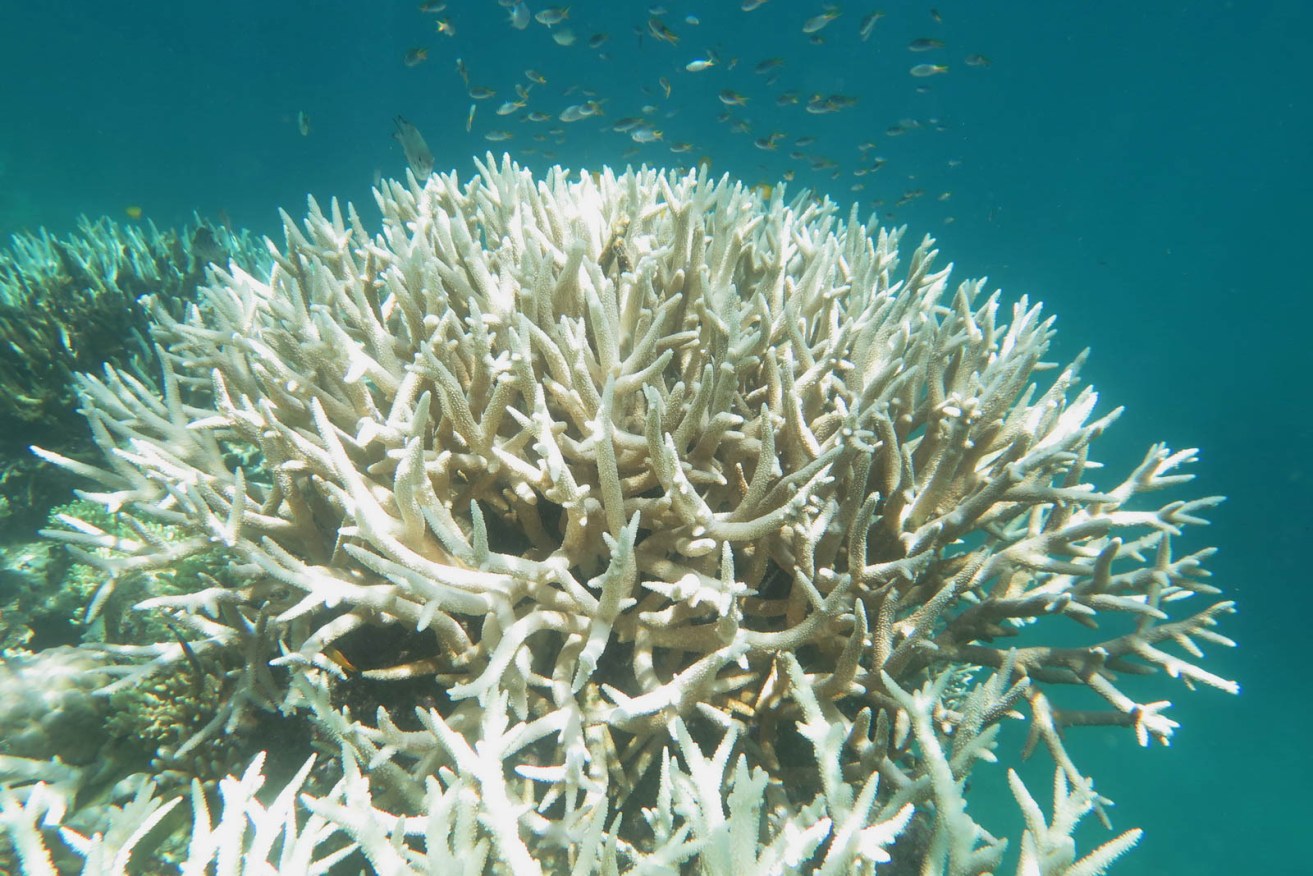 Senator Pauline Hanson says Great Barrier Reef coral bleaching occurs naturally. Photo: AAP/Bette Willis