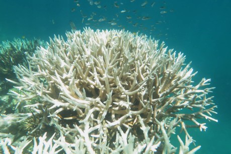 Coral bleaching not linked to heat, Hanson tells Reef scientist