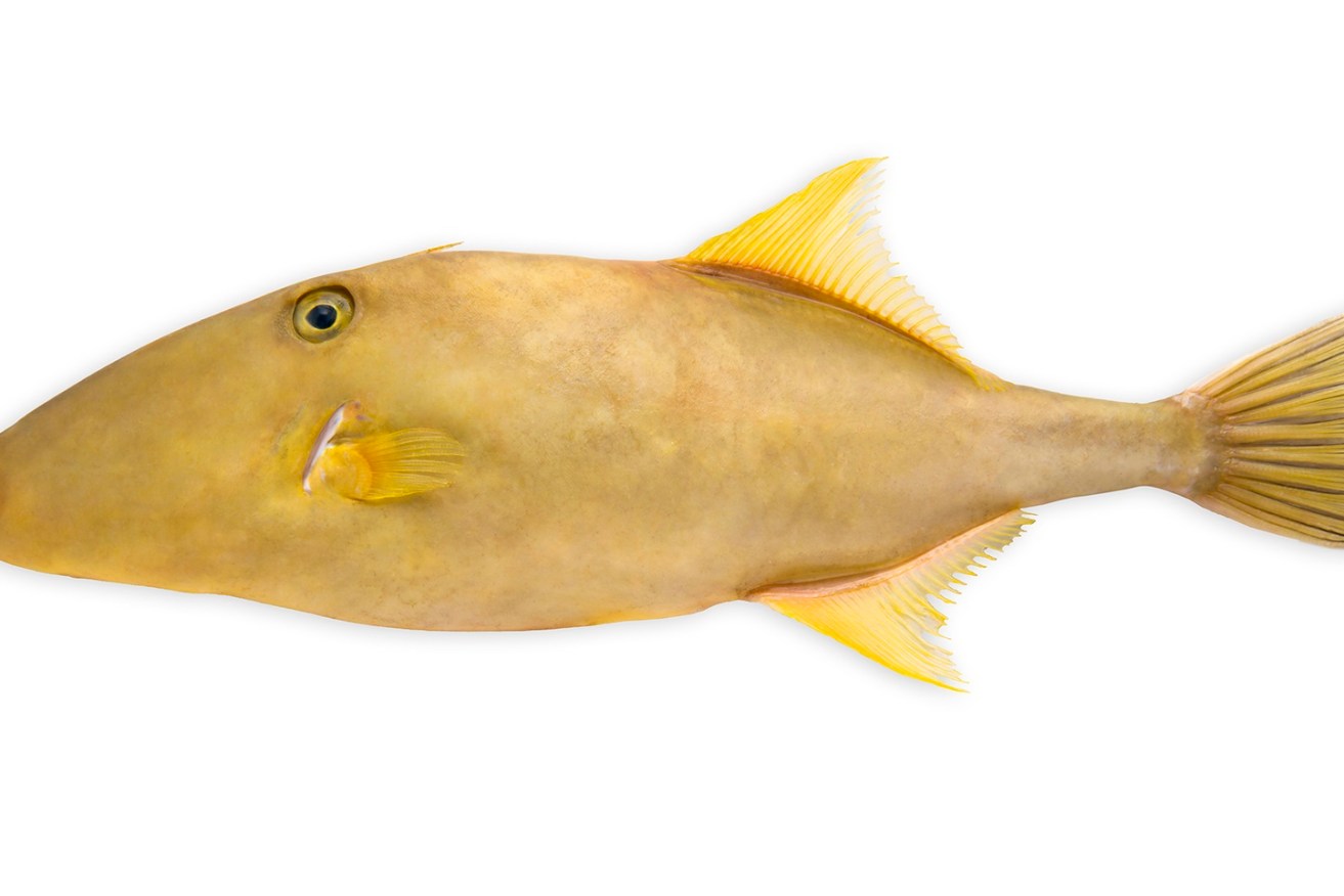The Leatherjacket isn't the most elegant fish, but it has found a market in China. Supplied image