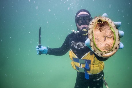 Abalone divers celebrate 50 years of buried treasure