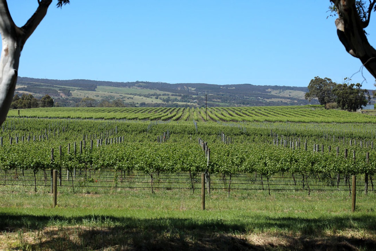 McLaren Vale winemakers say GM crops in their region will threaten their valuable biodynamic industry. Photo supplied