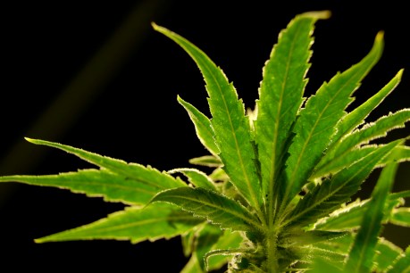 US committee backs decriminalising, taxing marijuana