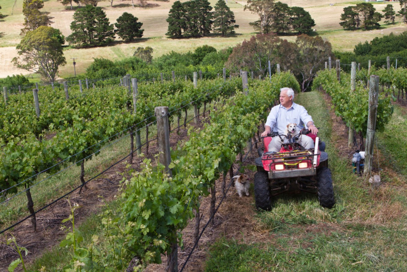 John Struik with dogs Berry and Barney in the Bendbrook vineyard.