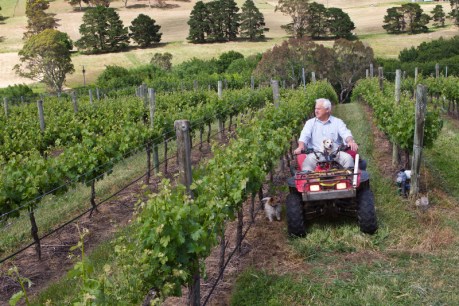 Adelaide Hills wine wins Great Australian Shiraz Challenge