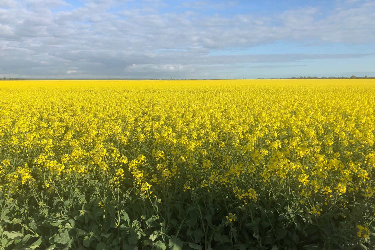 A canola field: grain producers point to research showing the GM crop ban has cost SA canola growers $33 million. Supplied image