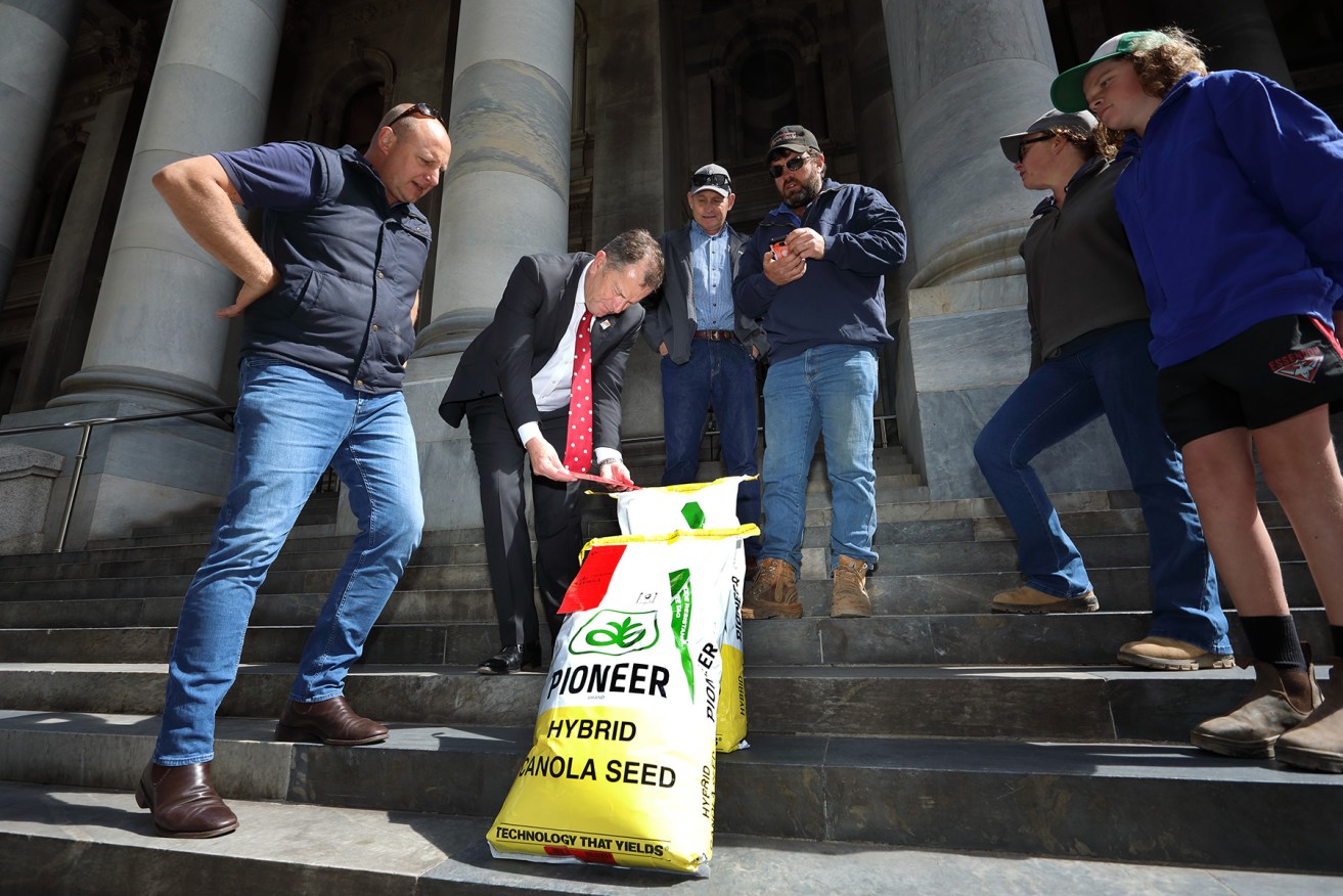 Agriculture Minister Tim Whetstone, joined by SA growers, looks at bags of hybrid canola seed at Parliament House today. Photo: Tony Lewis / InDaily