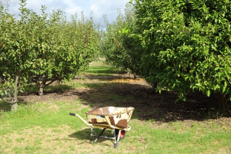 Apple and pear growers reject push for GM-free Hills