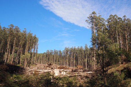 Call to axe logging in national parks to cut bushfire risk