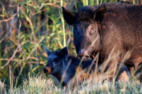 KI feral pigs face post-bushfire cull