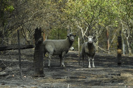 Army to help bury livestock killed in fires