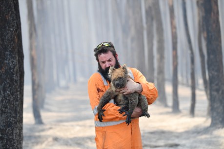 $50m boost for fire-affected wildlife