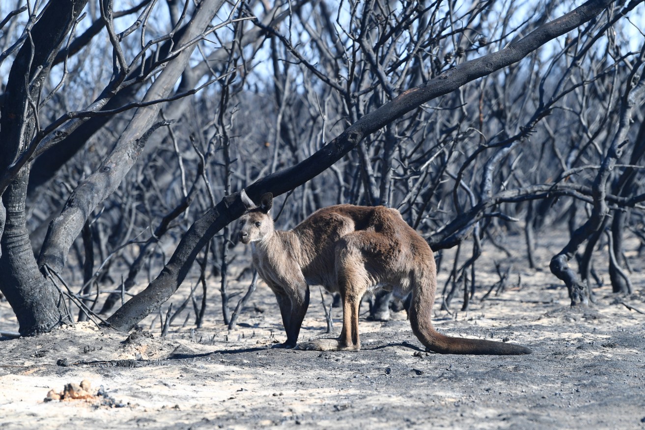 Flinders Chase National Park following the Kangaroo Island bushfires. Photo: David Mariuz / AAP 