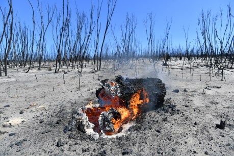 Fire devastation must not burn out conservation efforts