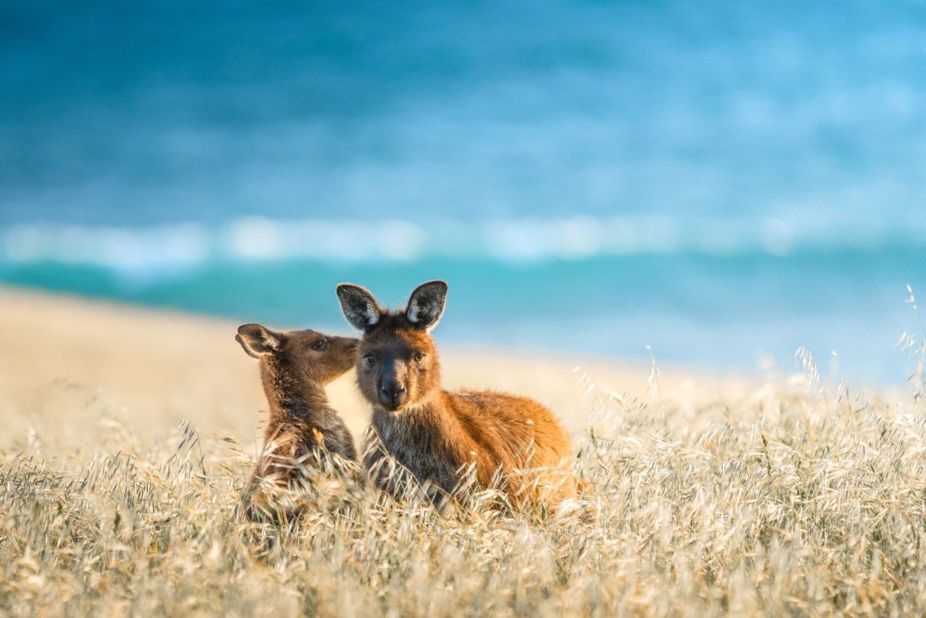 Photo credit: South Australian Tourism Commission by photographer Ben Goode