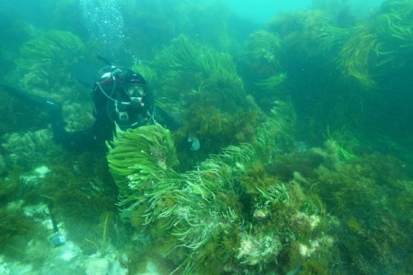 Historic SA shipwreck discovered near Admella site