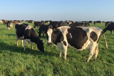 SA’s Beston seeks $3 million to expand dairy plant
