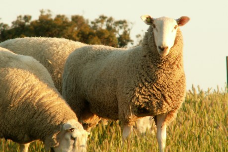 KI sheep industry on road to recovery