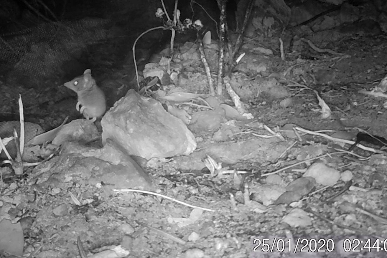 The rare Kangaroo Island dunnart has been captured on wildlife cameras by the non-governmental organisation Kangaroo Island Land for Wildlife.