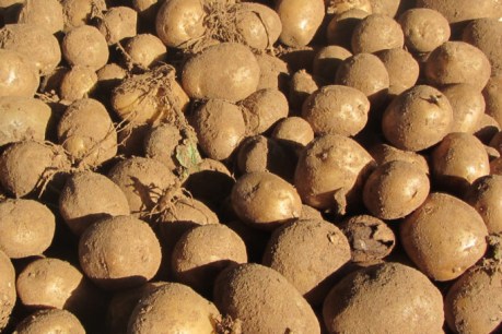 Ugly spuds’ big starchy future