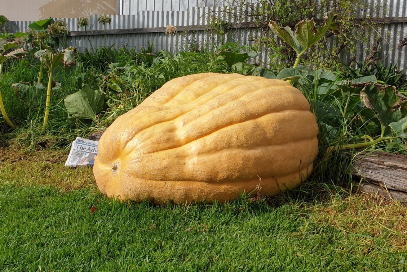 Mat Fry's 174kg pumpkin, grown in his Port Lincoln backyard, came second in the 2020 Murray River Giant Pumpkin Competition.