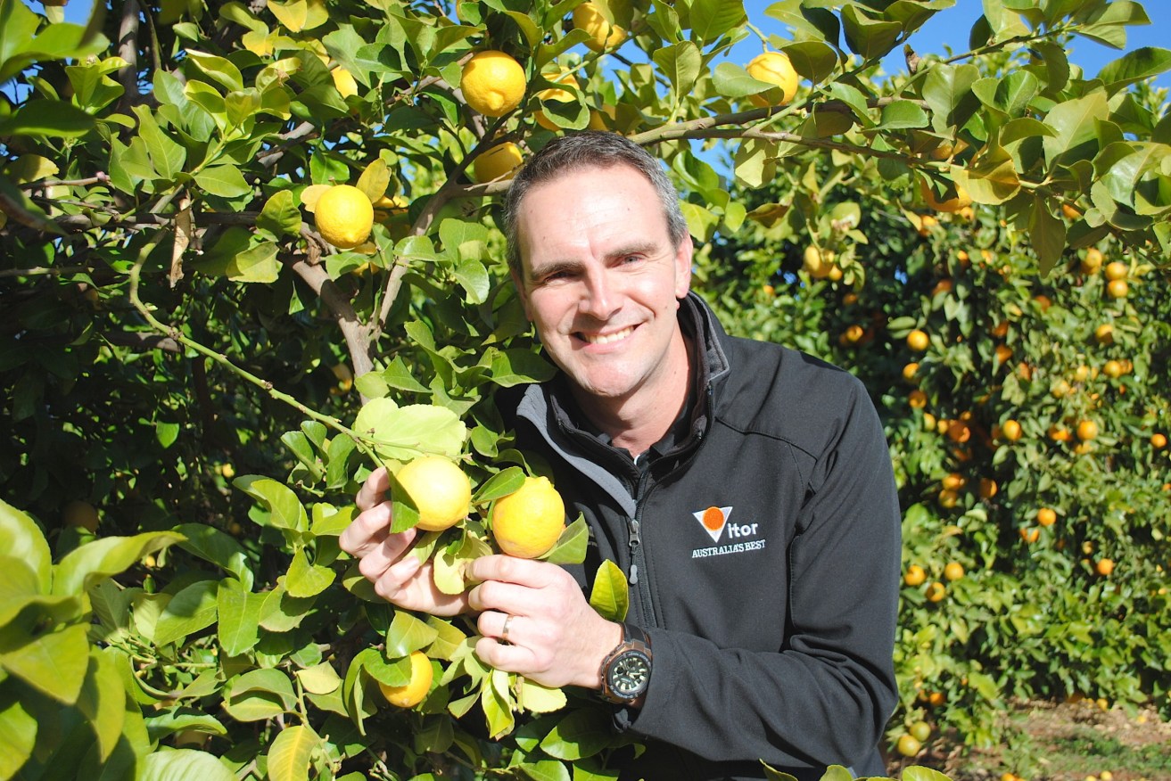Citrus Australia chairman Ben Cant says this year's citrus crop is looking promising. Picture: Belinda Willis.