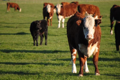 Strong livestock industry meets rising demand