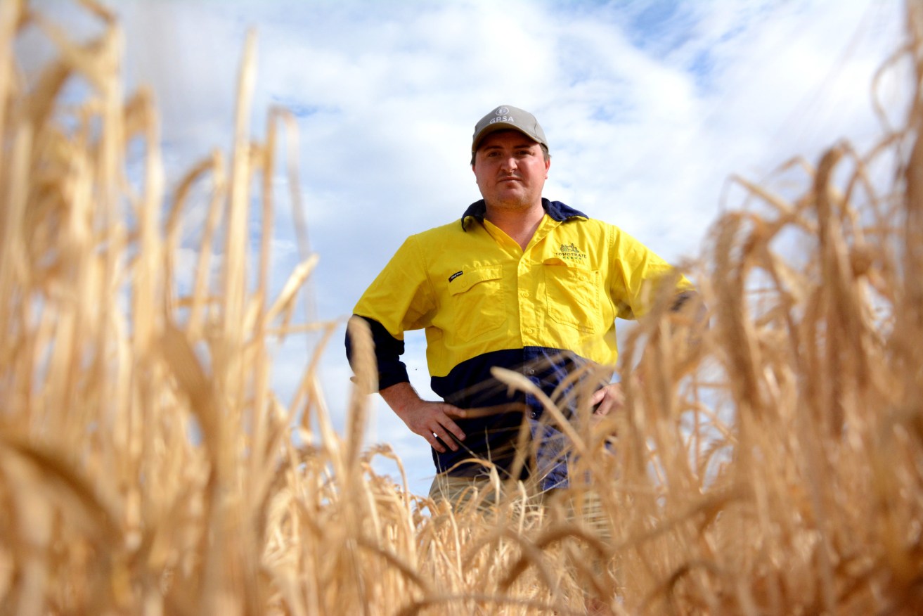Grain Producers SA chairman Wade Dabinett said growers are planning early to secure supplies to tend what could be a bumper crop.