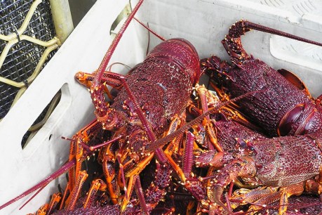 SA lobster fishers aim to snare new global markets