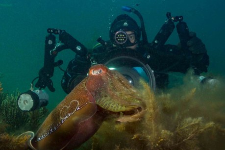 Petition launched to stop fishing of Giant Australian Cuttlefish