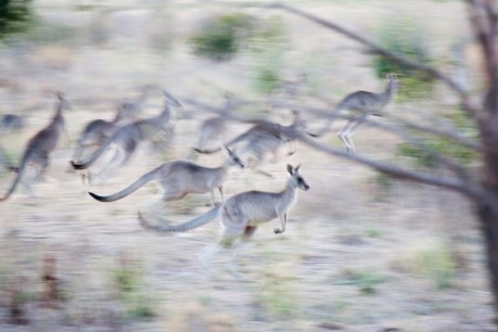 New data leap for kangaroo harvest numbers