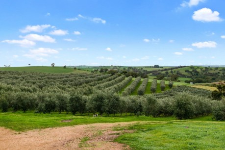 The good oil on Barossa Valley olive grove sale