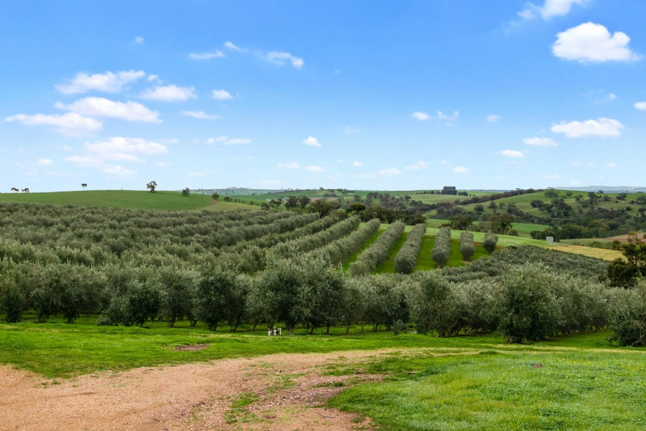 The olive groves at 67 Winton Road.