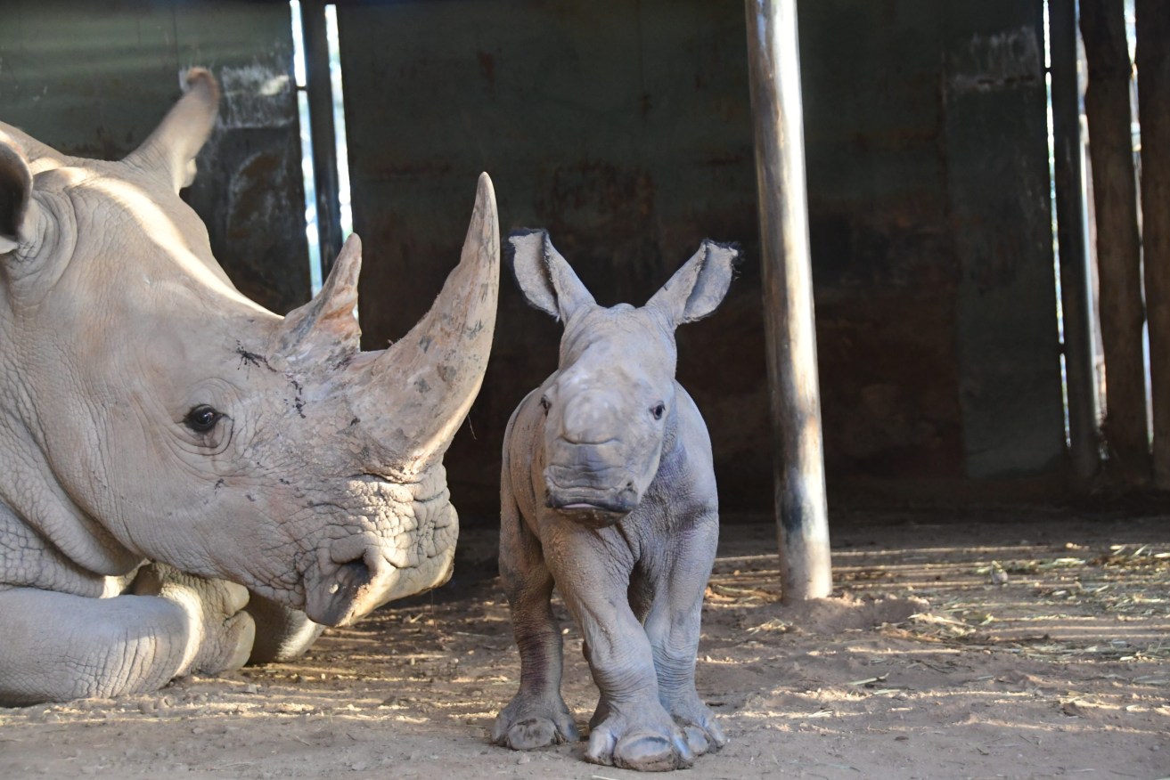 Monarto's new Southern White Rhino calf. Photo supplied