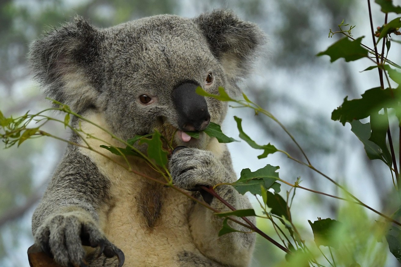 Adelaide City Council is considering building 
a koala sanctuary in the park lands. Photo: Joel Carrett/AAP