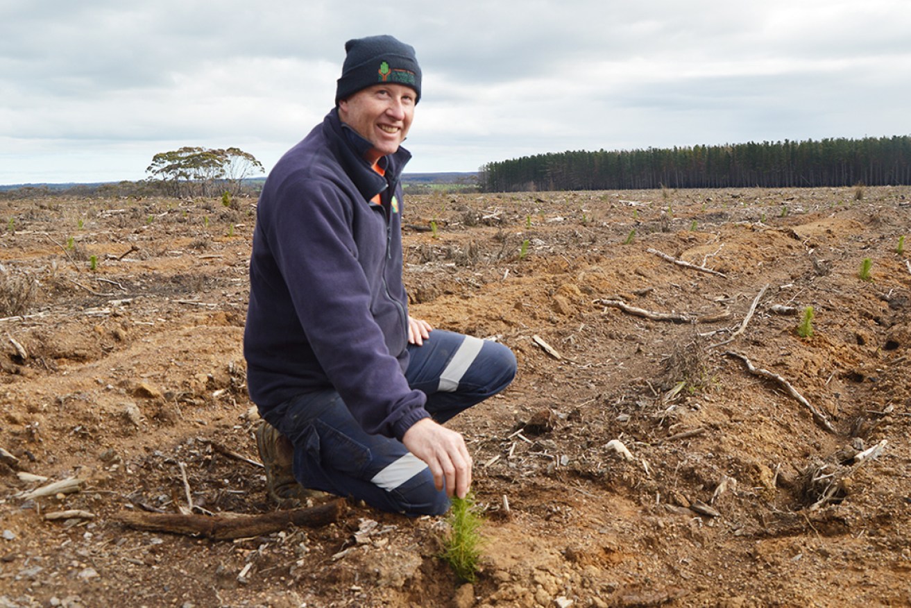 KIPT operations team leader Brian Stewart with the newly-planted seedlings. 