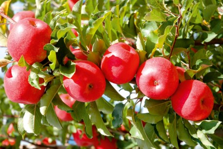 Dwarf fruit trees: Small blessings