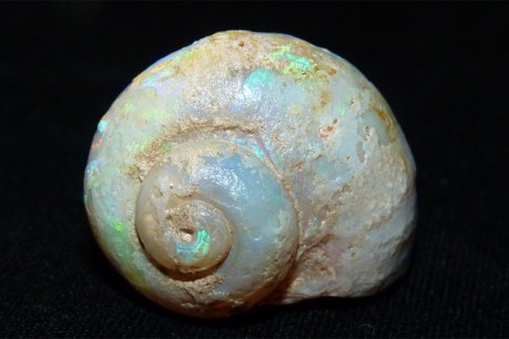 Snail mail: South Australian opalised fossil goes postal