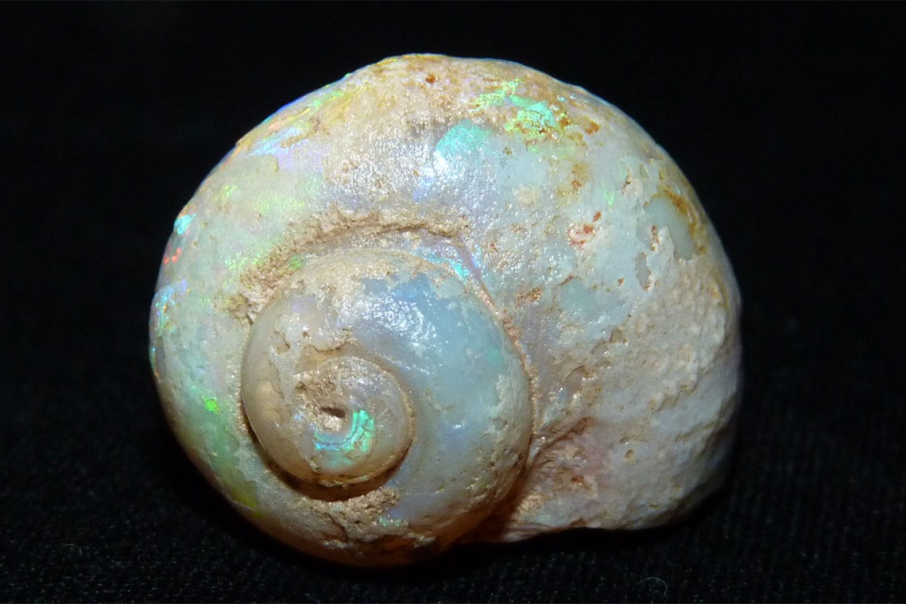 The opalised moon snail in the SA Museum collection.