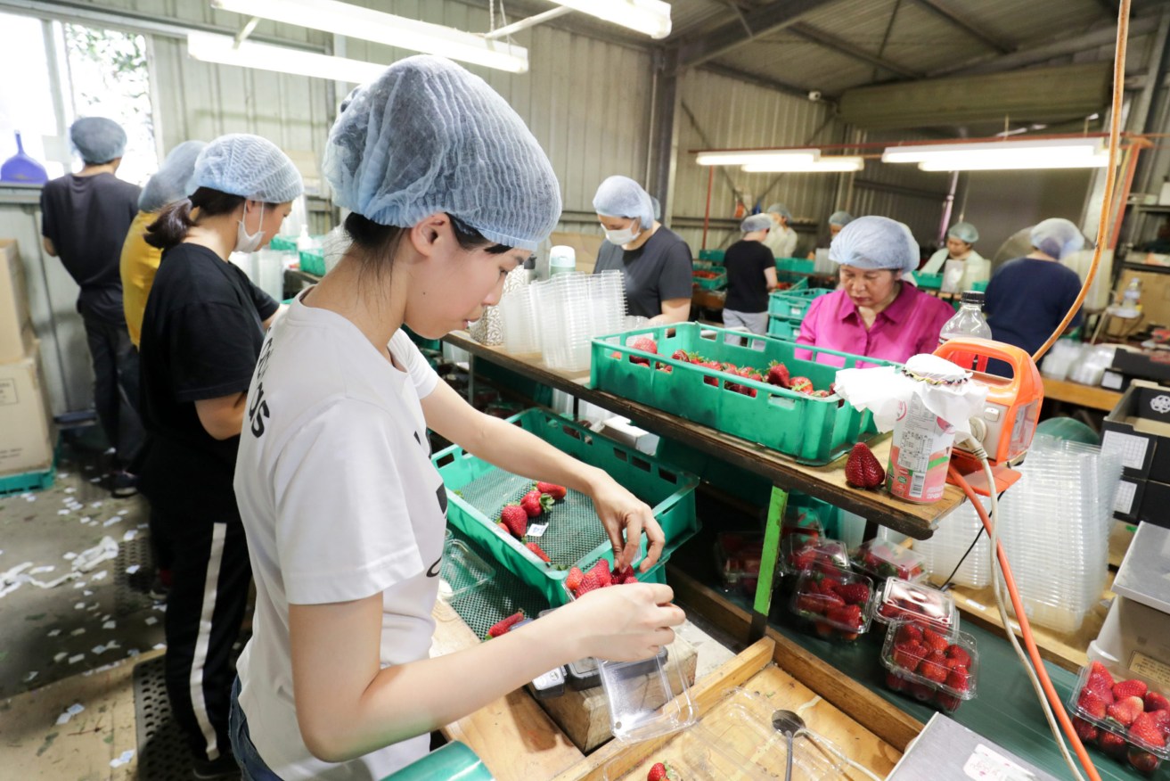 Workers sort and pack strawberries at Queensland strawberry farm. Photo: AAP/Tim Marsden