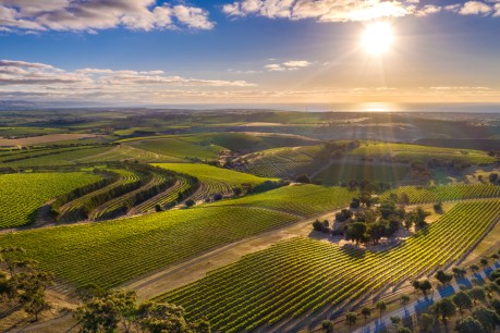 Council backing for GM-free wine region puts squeeze on new minister