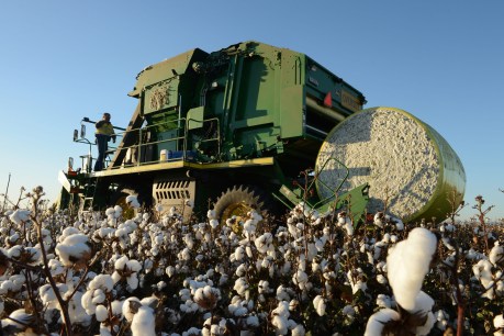 China looks to unravel Australian cotton exports as trade targeting continues