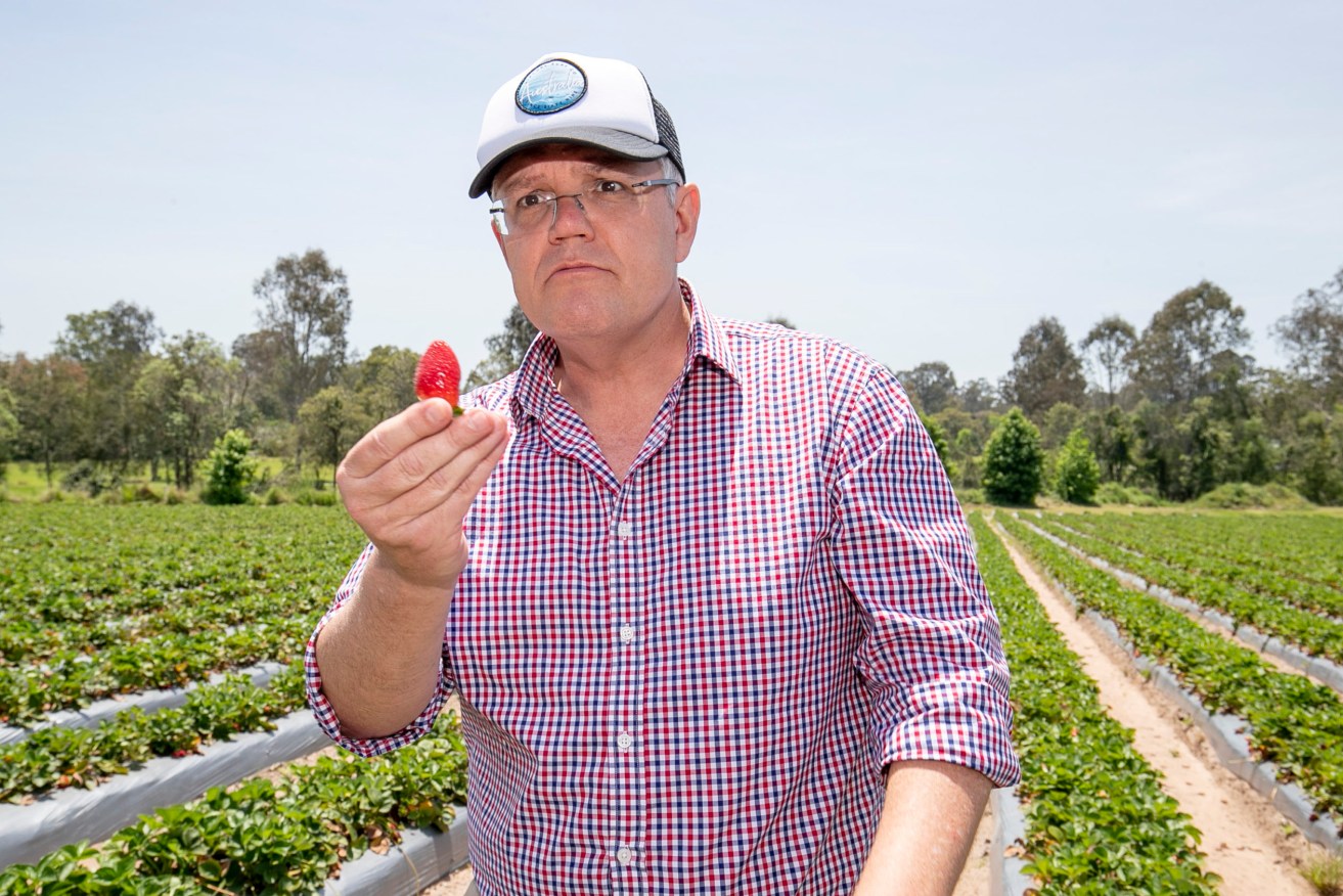 Prime Minister Scott Morrison at a strawberry farm. Photo: AAP/Tim Marsden