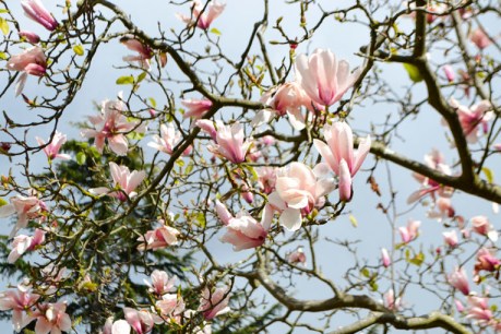 In the garden: Magnificent magnolias
