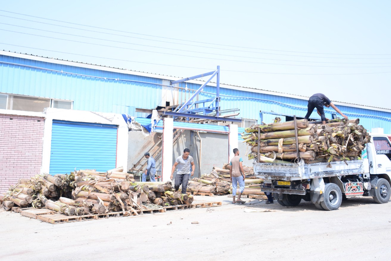 Workers unload waste banana trees at the factory in Egypt where it is turned into wood and paper products.