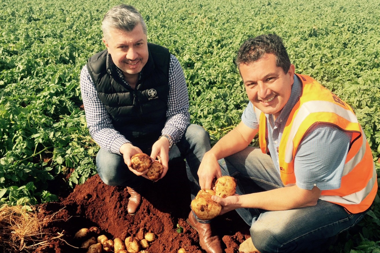 Frank (left) and John Mitolo have begun this season's potato harvest after a strong year of sales throughout the coronavirus pandemic.