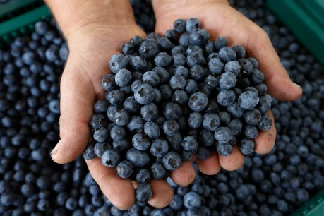 $3 an hour to pick NSW blueberries