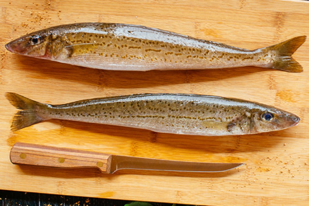 Fines for taking undersized King George Whiting are set to increase significantly from March. Photo: Port Lincoln Seafood