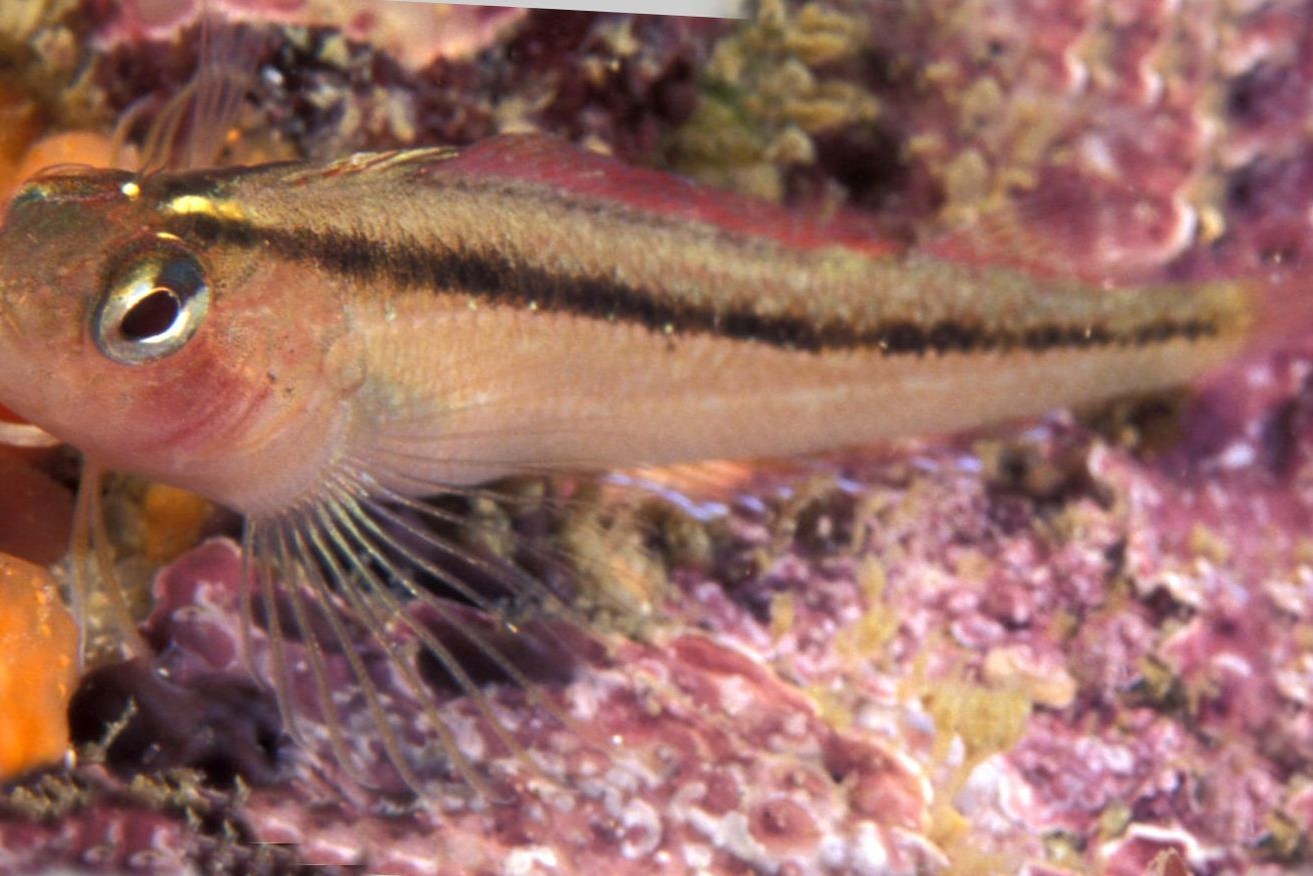 A triplefin fish enjoying normal levels of CO2. Image: Ian Skipworth, Wikimedia Commons.