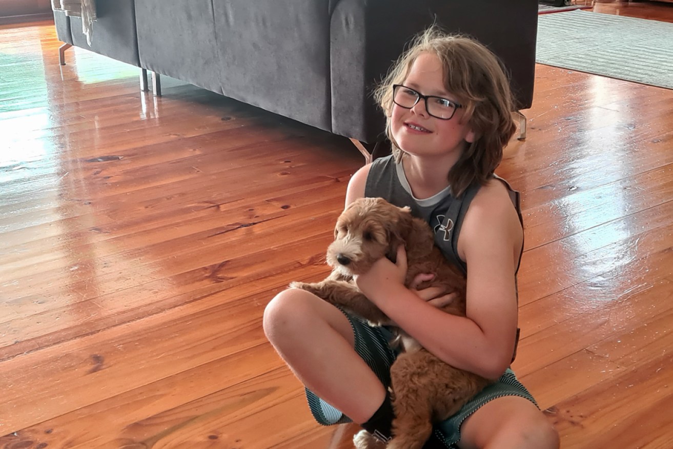 Oliver, pictured with 10-week-old labradoodle Robbie, is among hundreds of South Australians to bring home a new puppy since the beginning of the coronavirus pandemic.